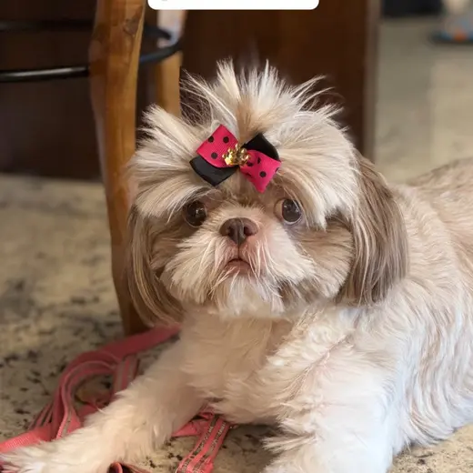 Mili, uma shih-tzu, usando laço rosa e preto